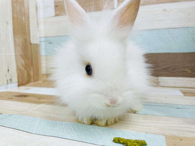 ライオンラビット