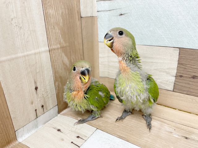 コザクラインコ（小桜インコ）