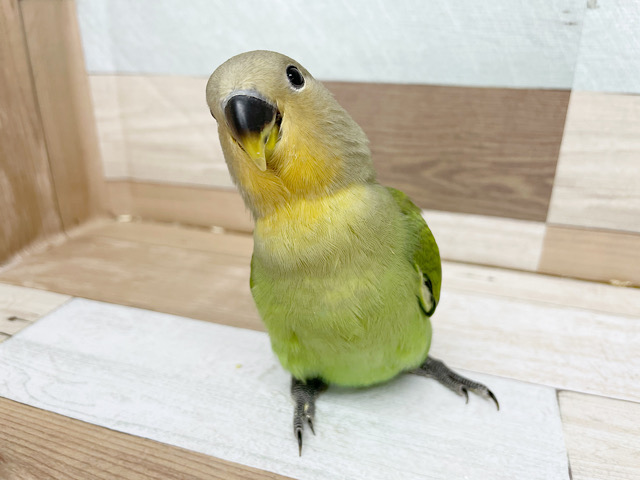 コザクラインコ（小桜インコ）