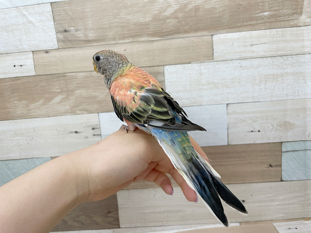 アキクサインコ（秋草インコ）