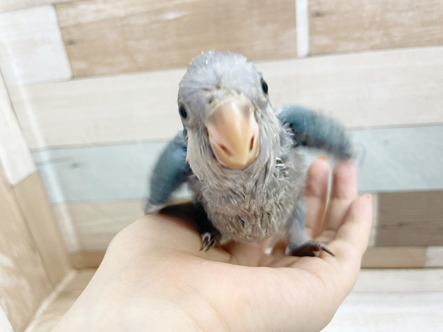 オキナインコ