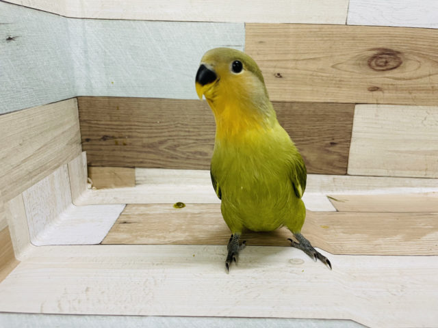 コザクラインコ（小桜インコ）