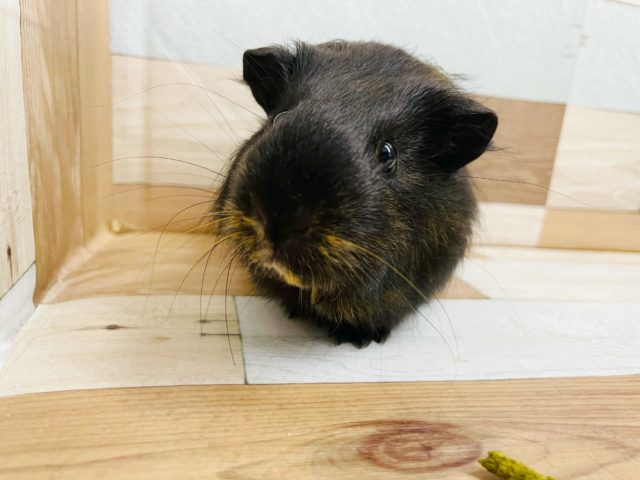 イングリッシュモルモット