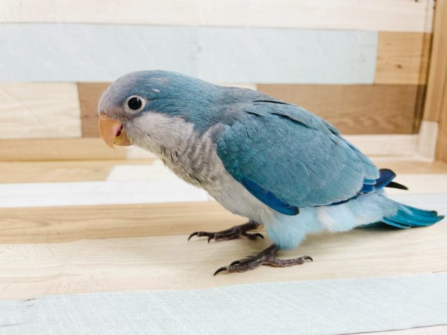 オキナインコ
