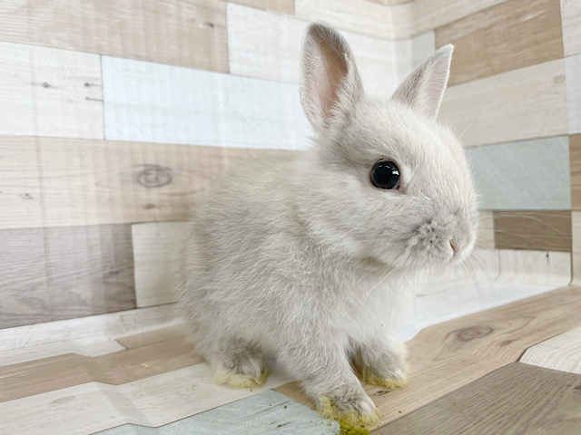 ネザーランドドワーフ