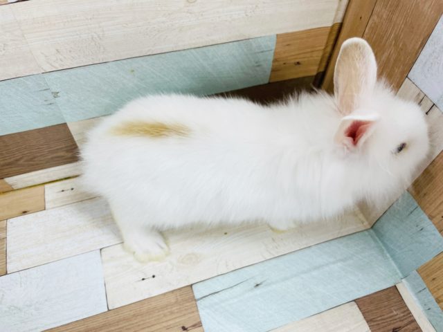 ライオンラビット