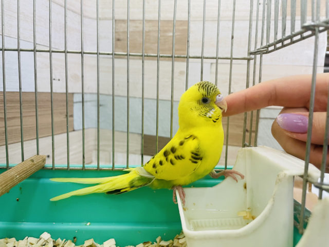 セキセイインコ