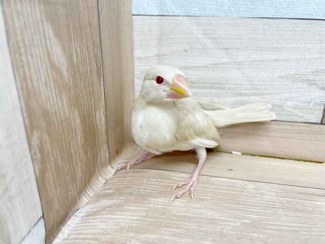 シナモン文鳥