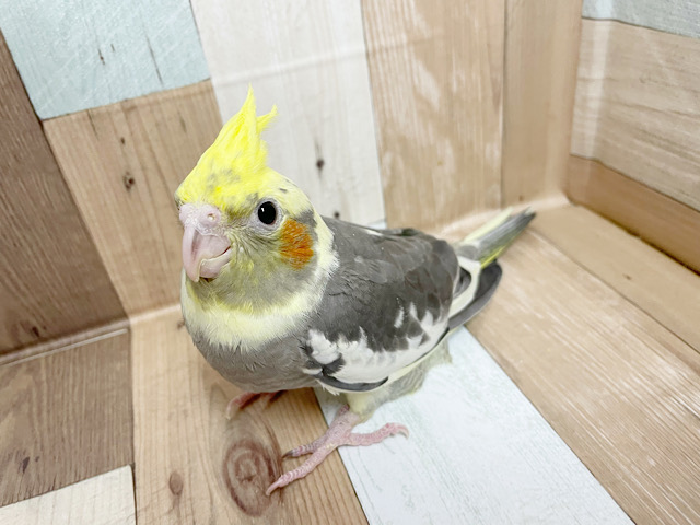 オカメインコ