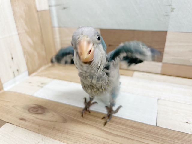 オキナインコ