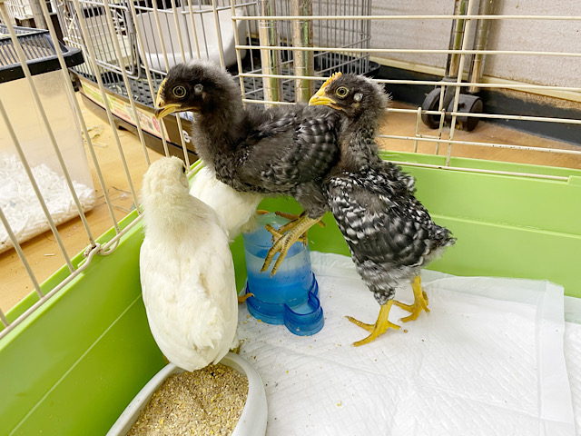 アローカナと房総地鶏