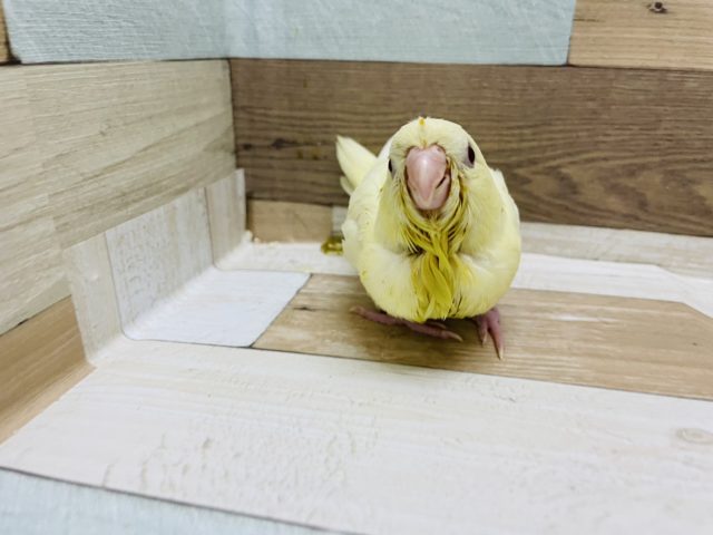 サザナミインコ