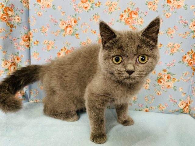 ブリティッシュショートヘア