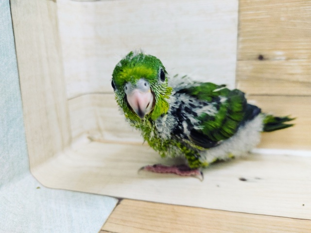 サザナミインコ