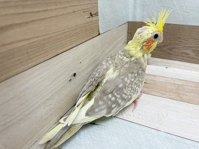 オカメインコ