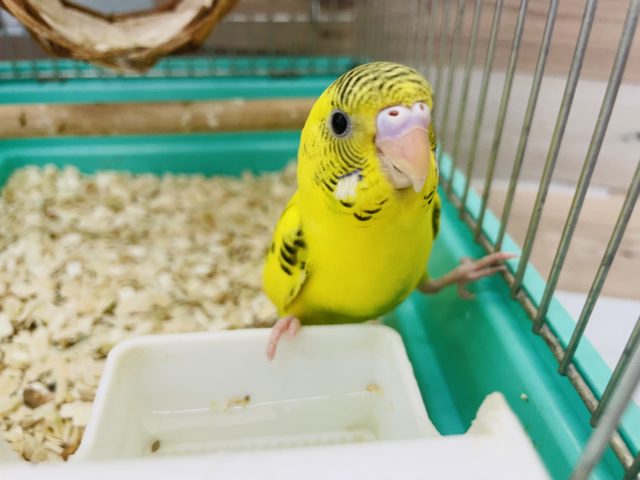 セキセイインコ