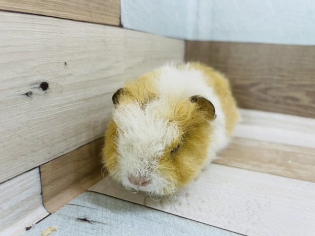 テッセルモルモット