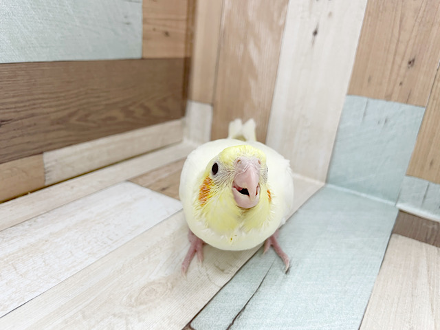 オカメインコ