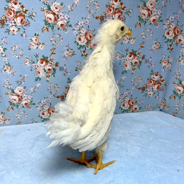 房総地鶏とアローカナ