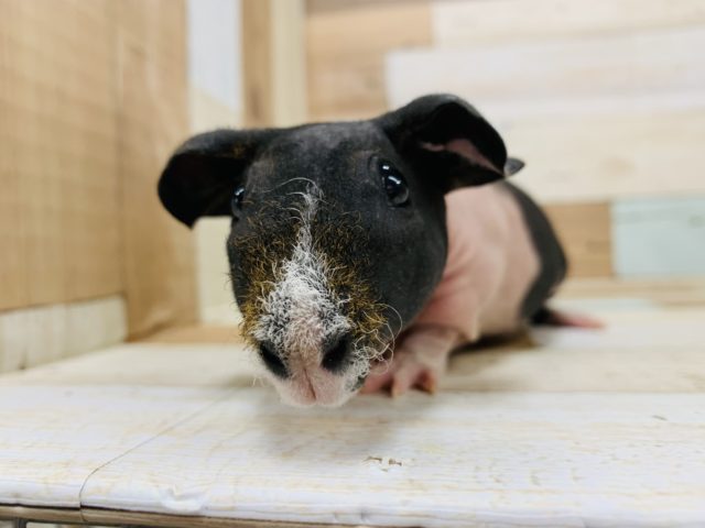 スキニーギニアピッグ