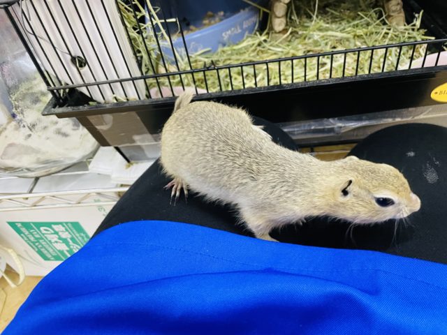 リチャードソンジリス