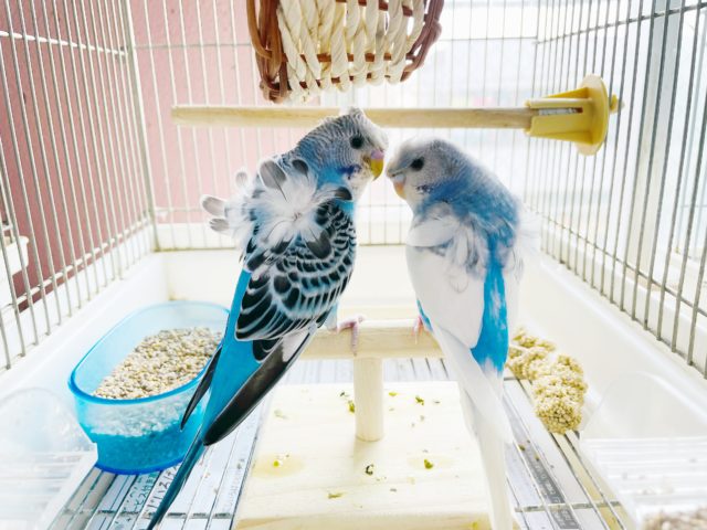 羽衣セキセイインコ