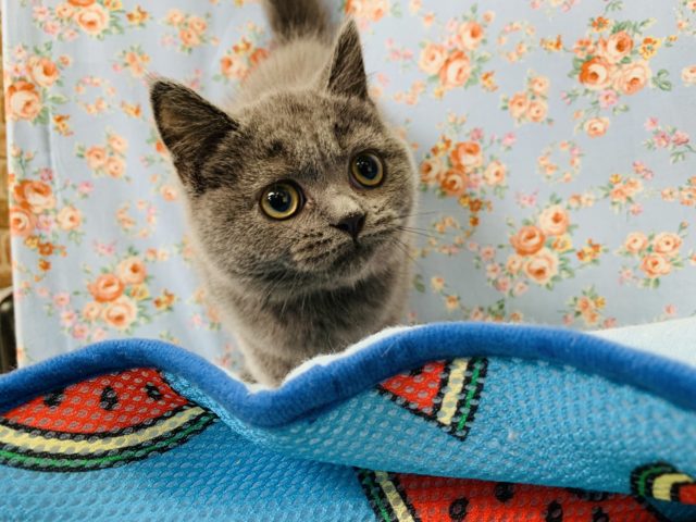 ブリティッシュショートヘア