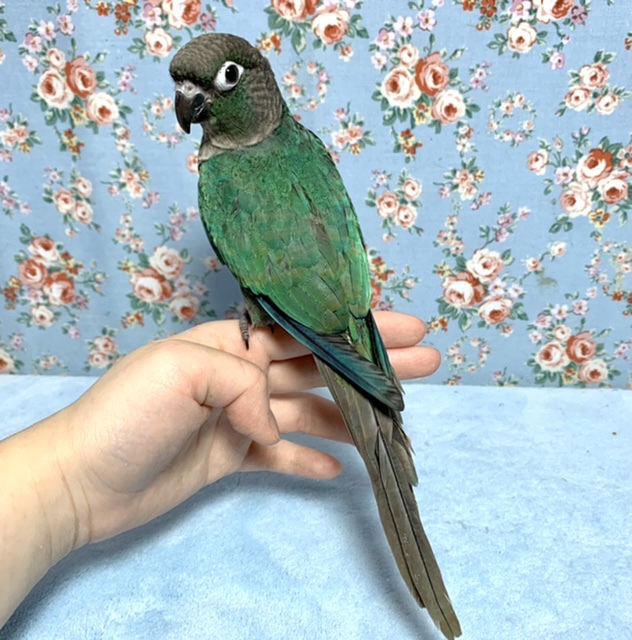 ホオミドリウロコインコ