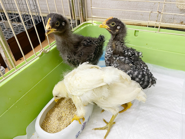 アローカナと房総地鶏