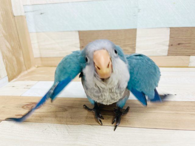 オキナインコ