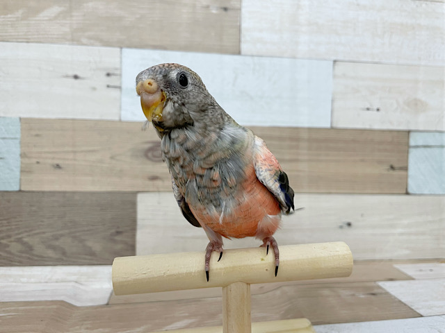 アキクサインコ（秋草インコ）