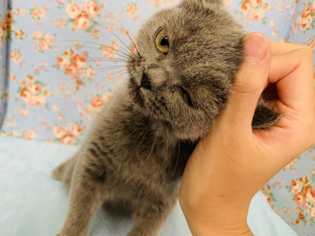 ブリティッシュショートヘア