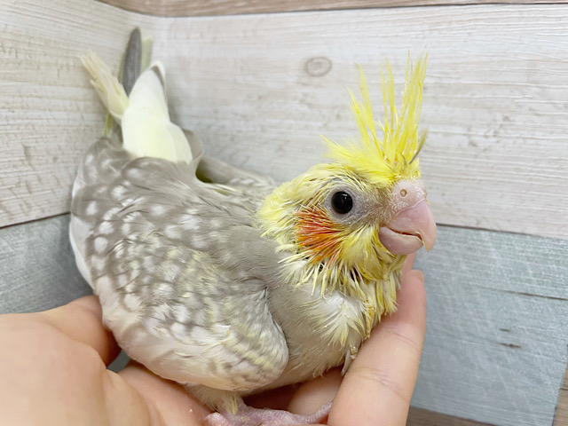 オカメインコ