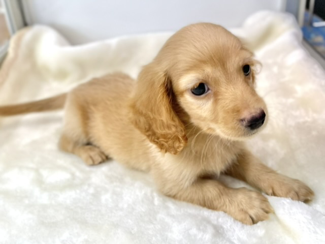 ミニチュアダックス