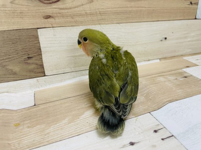 コザクラインコ（小桜インコ）
