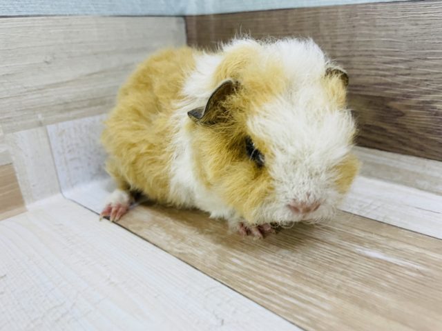 テッセルモルモット