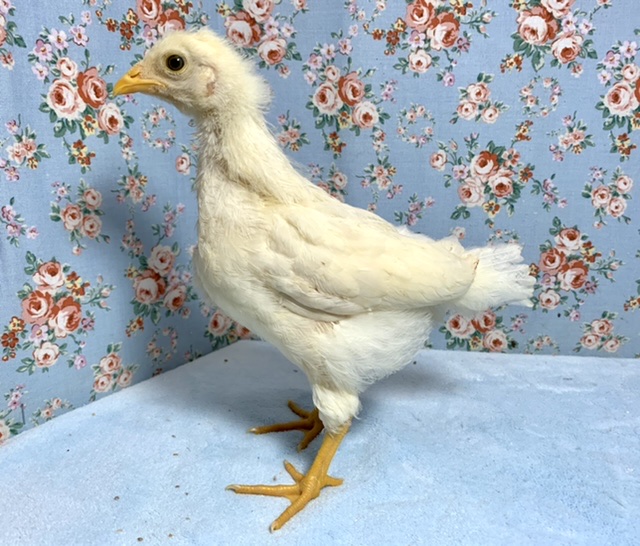 房総地鶏とアローカナ