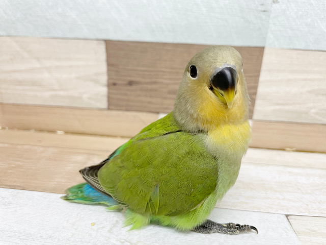 コザクラインコ（小桜インコ）