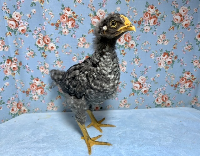 房総地鶏とアローカナ