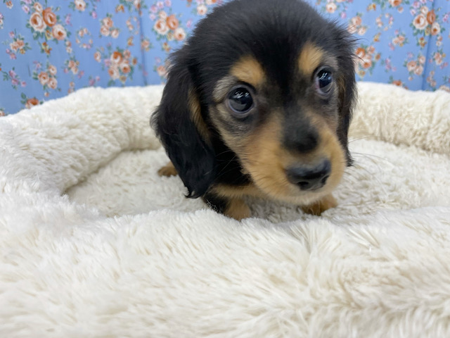 ミニチュアダックス