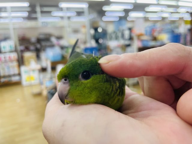 サザナミインコ