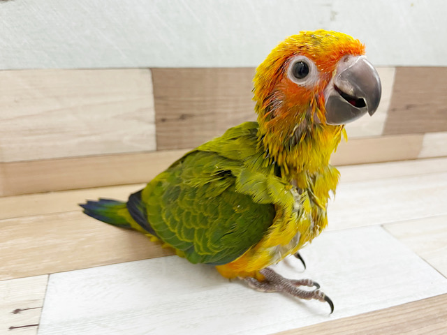 コガネメキシコインコ