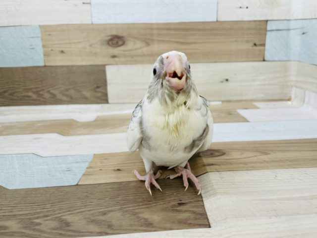 オカメインコ