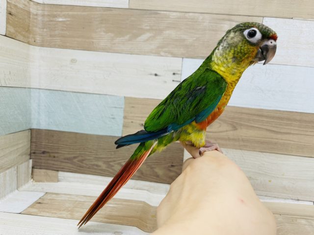 ワキコガネウロコインコ