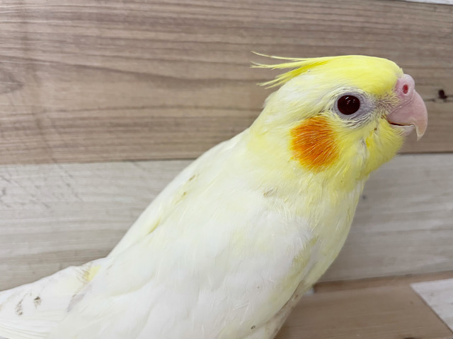 オカメインコ