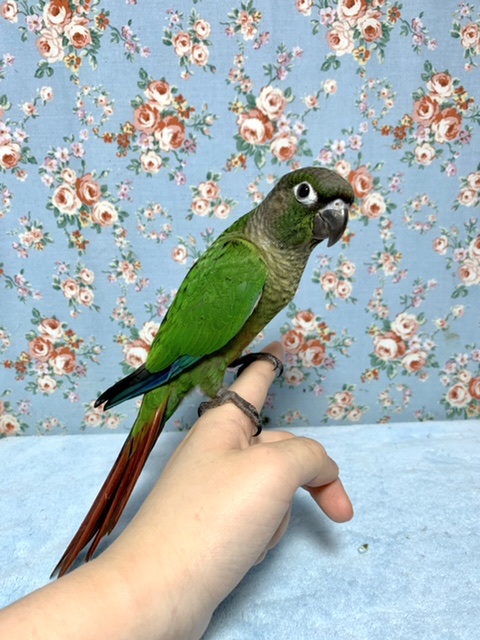 アカオウロコインコ