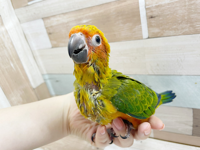 コガネメキシコインコ