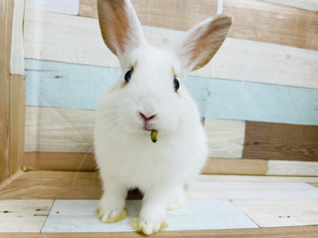 ネザーランドドワーフ