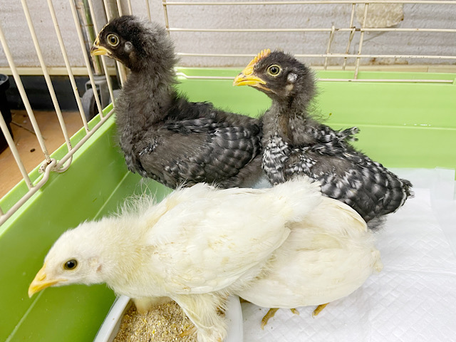 アローカナと房総地鶏