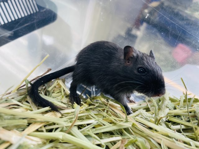 カラージャービル（スナネズミ）